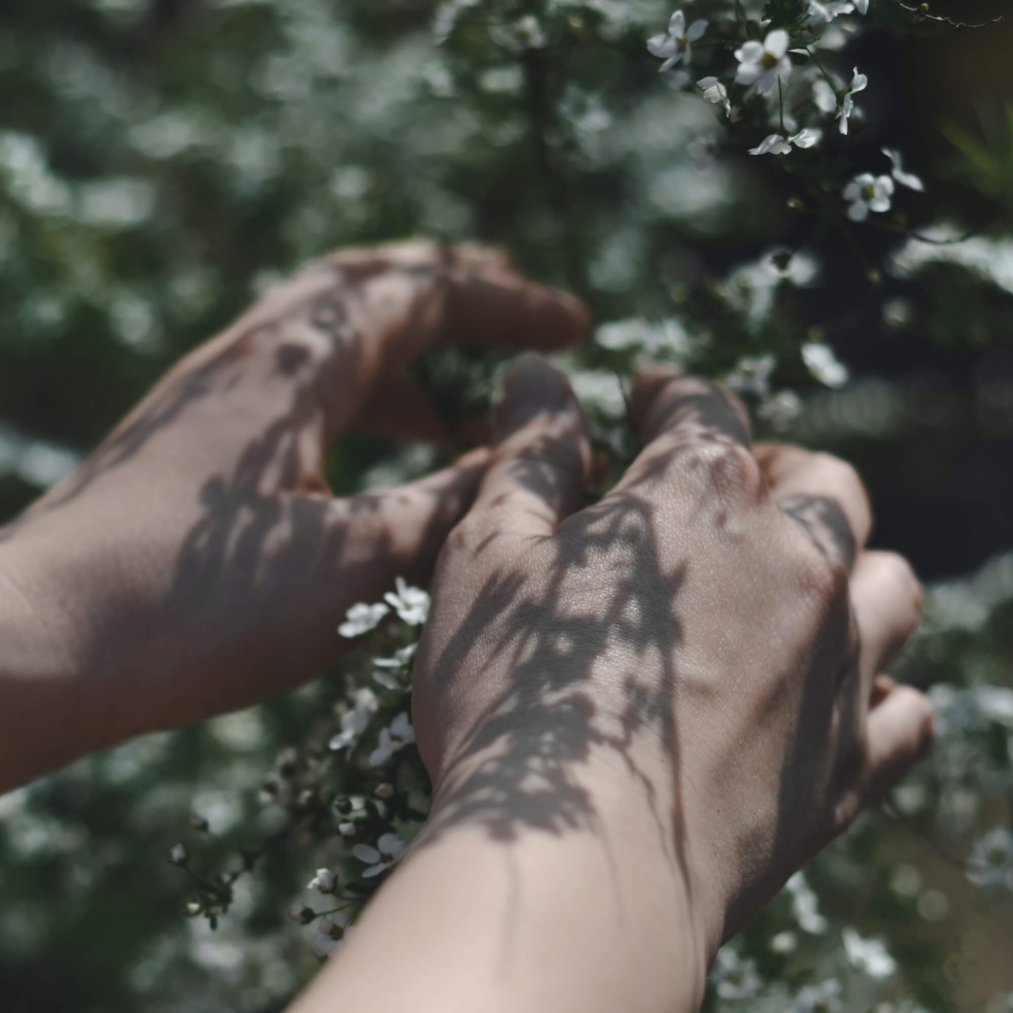 Hände in blühendem Strauch – Thema Bio-Inhaltsstoffe