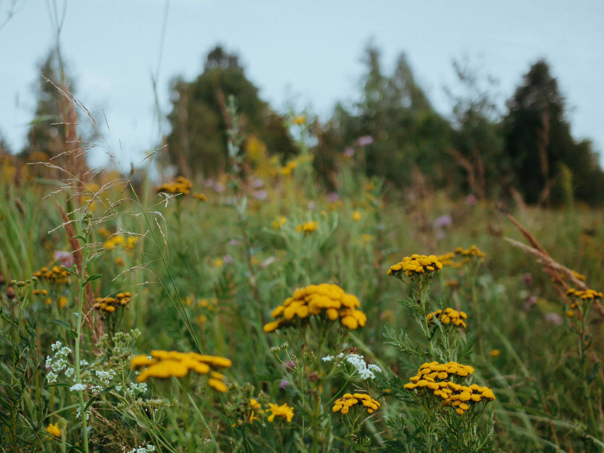 Biodiverse Blumenwiese als Symol für Nachhaltigkeit